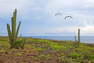 Image showing Aruba landscape