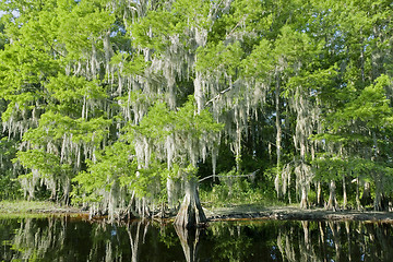 Image showing Florida swamp landscape