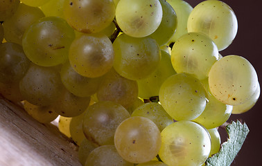 Image showing White Grapes