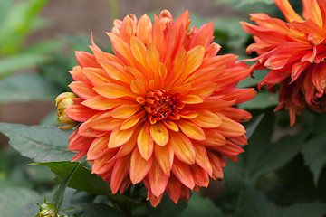 Image showing Red dahlia