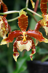 Image showing Brown orchid