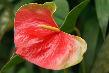 Image showing Red exotic flower