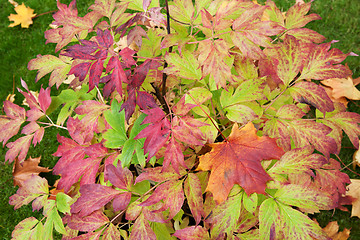 Image showing Autumn sheet on green herb