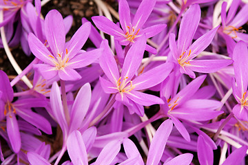 Image showing Flowerbed with violet colour crocus