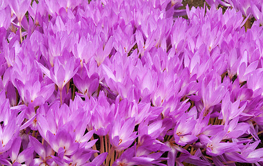 Image showing Flowerbed with violet colour crocus