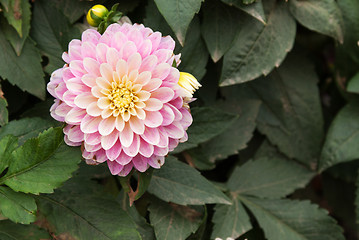 Image showing Violet flower head