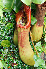 Image showing Ravenous tropical plant