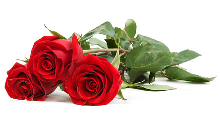 Image showing Three red roses