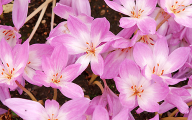 Image showing Flowerbed with violet colour crocus