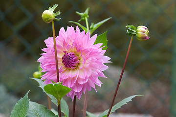 Image showing Violet flower head