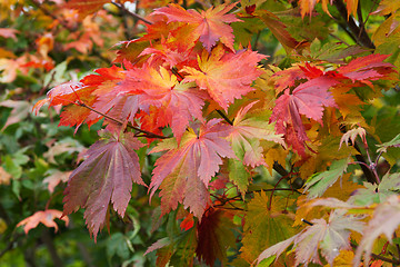 Image showing Autumn sheet on green herb