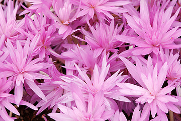 Image showing Flowerbed with violet colour crocus