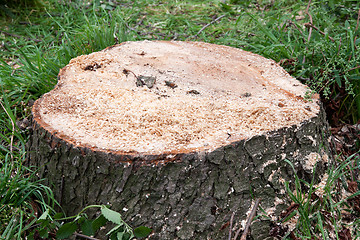 Image showing Sawed down stump