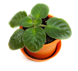 Image showing Green violet in orange pot