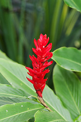 Image showing Exotic red flower