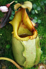 Image showing Ravenous tropical plant