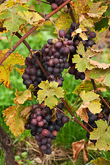 Image showing Blue grape grows with yellow sheet