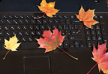 Image showing Autumn leaves lie on a black laptop keyboard