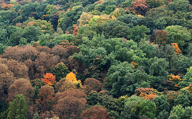 Image showing Autumnal forest on a hill in Prague