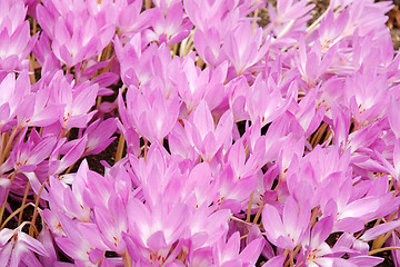 Image showing Flowerbed with violet colour crocus