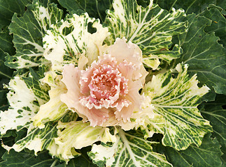 Image showing Violet cabbage