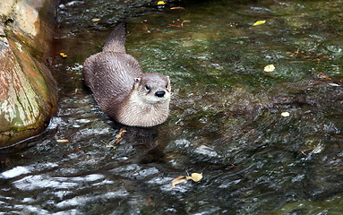 Image showing Otter in the water in a zoo in Prague