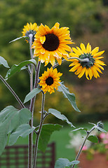 Image showing Three sunflowers on background verdure in park