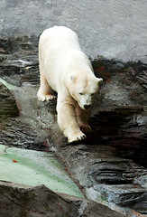 Image showing Polar bear down on the rocks