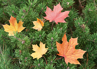 Image showing Autumn maple leaves