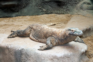 Image showing Varan is on the rocks