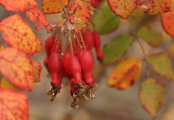 Image showing Fruits of the red wild rose