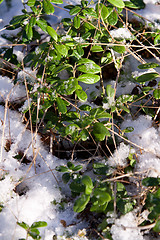 Image showing Green sheet of the cowberry