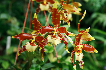 Image showing Brown orchid