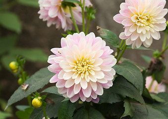 Image showing Violet flower head