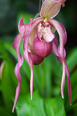 Image showing Exotic rose flower on background