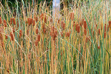 Image showing Bulrushes with yellow herb and brown fruit