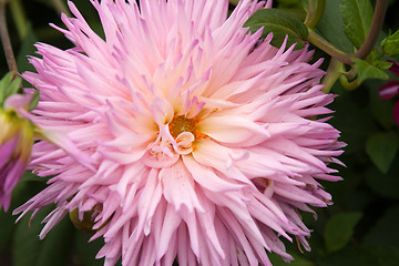 Image showing Violet flower head