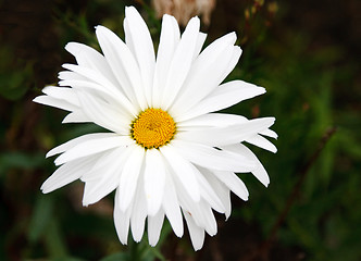 Image showing Blanching daisywheel with yellow medium