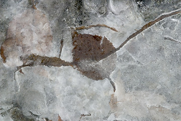 Image showing Leaf Collage