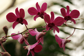 Image showing Violet orchids on branch