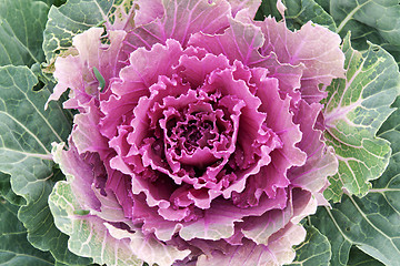 Image showing Violet cabbage