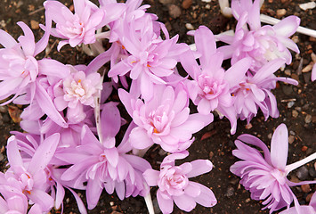 Image showing Flowerbed with violet colour crocus