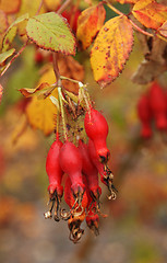 Image showing Fruits of the red wild rose