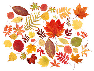 Image showing Autumn leaves