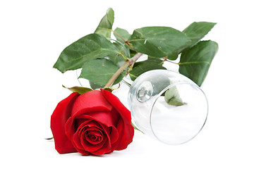 Image showing Red rose and a glass cup