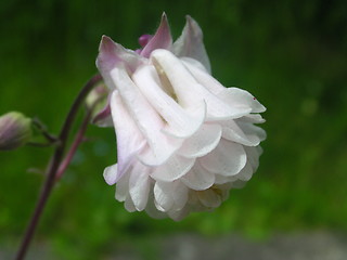 Image showing Aquilegia