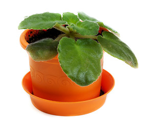 Image showing Green violet in orange pot