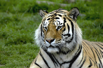 Image showing TIGER