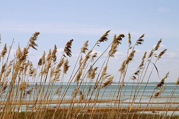 Image showing Reed stand