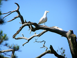 Image showing Seagull